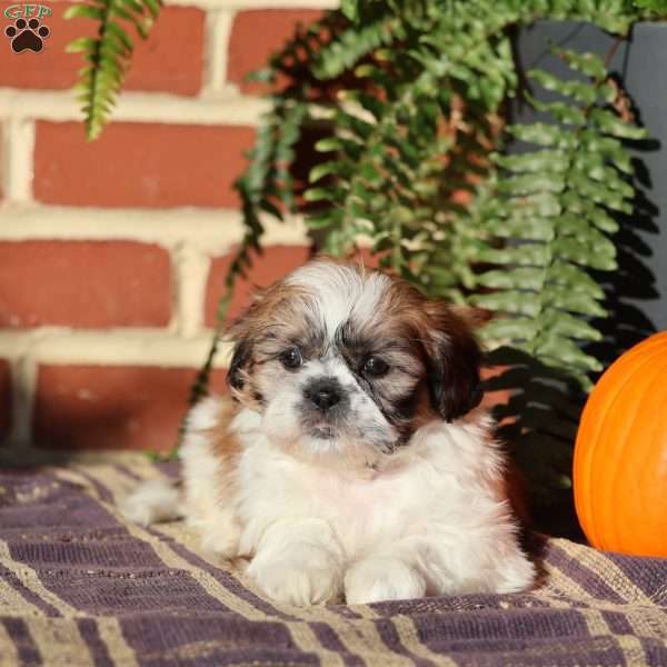 Empress, Shih Tzu Puppy
